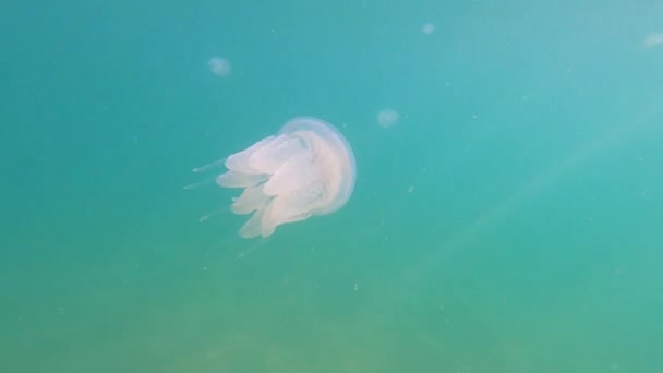 Onderwater filmen giftige kwallen met enorme tentakels met een paarse rand zwemt in de zee close-up — Stockvideo