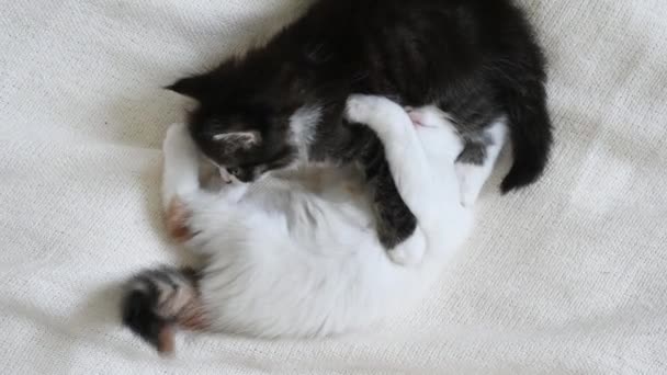 Дві маленькі кошенята грають на ліжку вдома — стокове відео