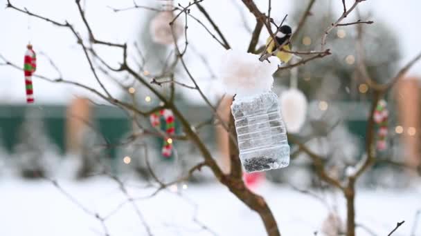 Aves de titmouse sentar-se no alimentador para comer sementes de alimentos no inverno, no contexto de decorações de Natal — Vídeo de Stock