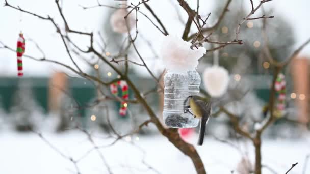 Burung dari titmouse duduk di pengumpan untuk makan biji makanan di musim dingin dengan latar belakang dekorasi Natal — Stok Video