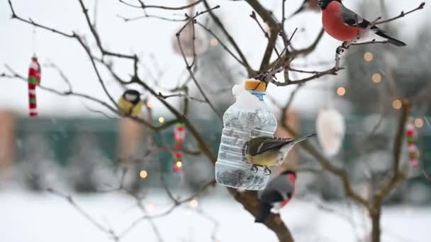 Birds in winter snigiri and tits — Vídeos de Stock