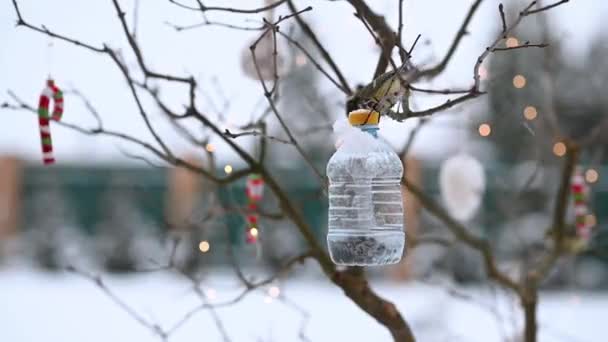 Aves de titmouse se sientan en el comedero para comer semillas de alimentos en invierno sobre el fondo de las decoraciones navideñas — Vídeos de Stock
