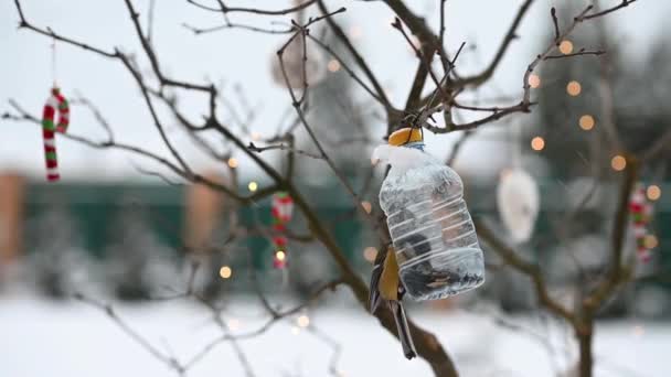 Meisenvögel sitzen im Futterhäuschen, um im Winter vor dem Hintergrund der Weihnachtsdekoration Futtersamen zu fressen — Stockvideo