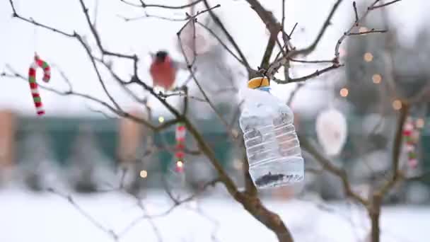 Birds in winter snigiri and tits — Stock Video