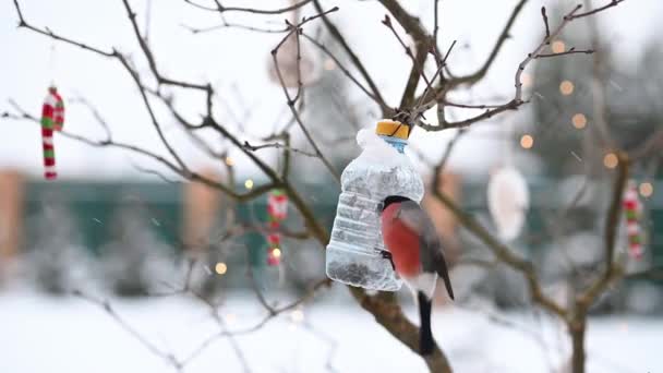 Birds in winter snigiri and tits — Vídeos de Stock