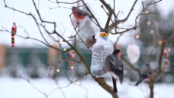 Birds in winter snigiri and tits — Stock Video