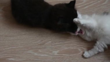 İki sevimli kedi yavrusu yerde oynuyor.