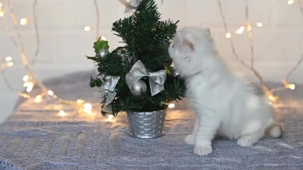 Divertente piccolo gattino bianco soffice gioca con un albero e lo lascia cadere — Video Stock