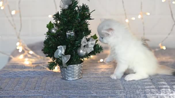 Drôle petit chaton pelucheux blanc joue avec un arbre et le laisse tomber — Video