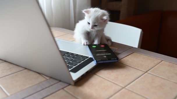 Liten vit fluffig söt kattunge katt sitter och gäspar roligt bredvid en bärbar dator och en telefon — Stockvideo