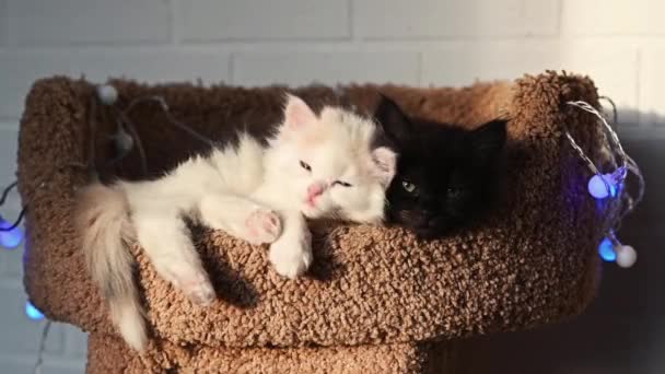 Deux mignons chatons drôles moelleux noir et blanc dormir étirement sur un canapé avec des décorations de Noël à la maison — Video