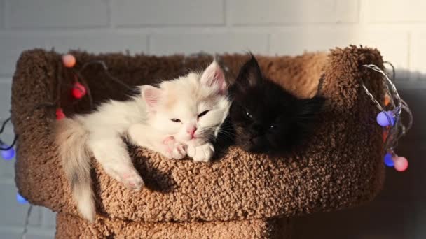 2つのかわいいふわふわ面白い子猫黒と白の睡眠自宅でクリスマスの装飾とソファの上にストレッチ — ストック動画