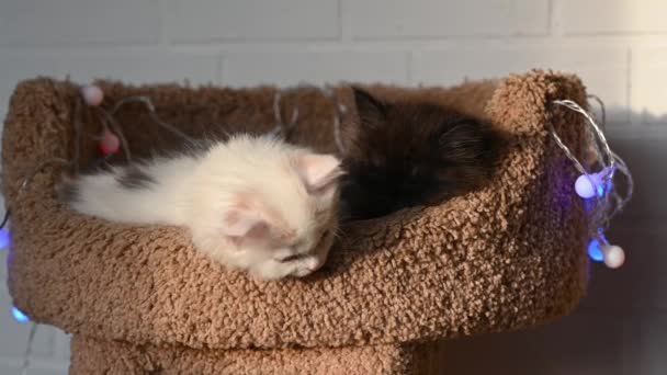 Дві милі пухнасті смішні кошенята чорно-білі сплячі розтягуються і позіхають на дивані з різдвяними прикрасами вдома — стокове відео