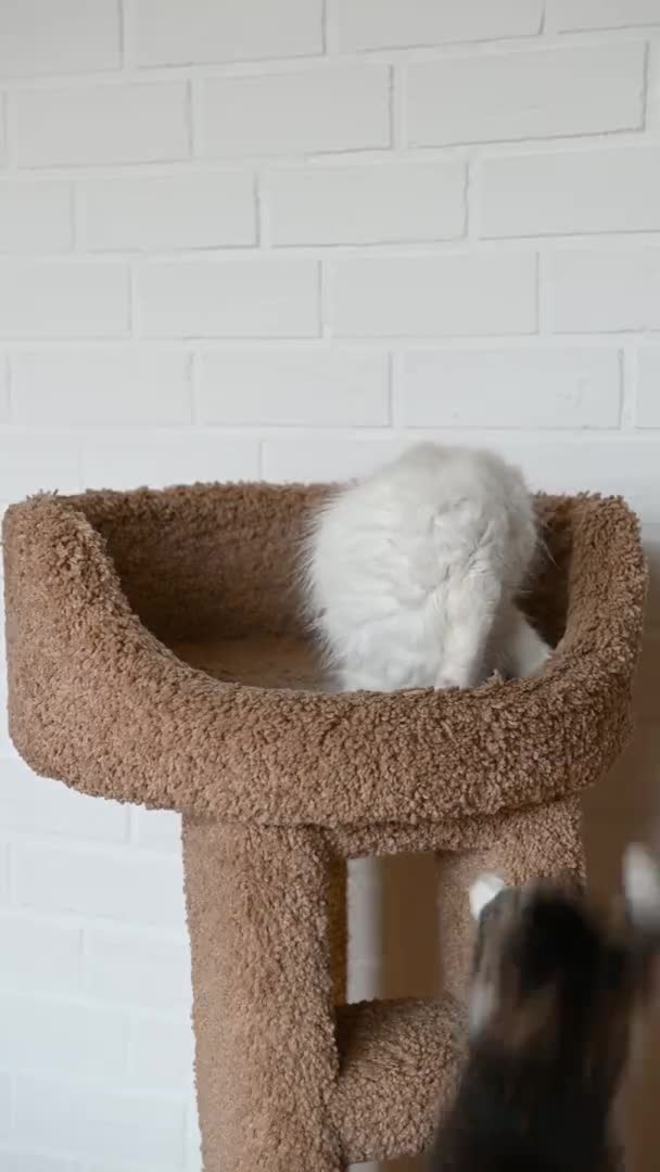 귀엽고 아름다운 집고양이, 수직 형태로 홈 비디오에서 카메라를 자세히 보고 — 비디오