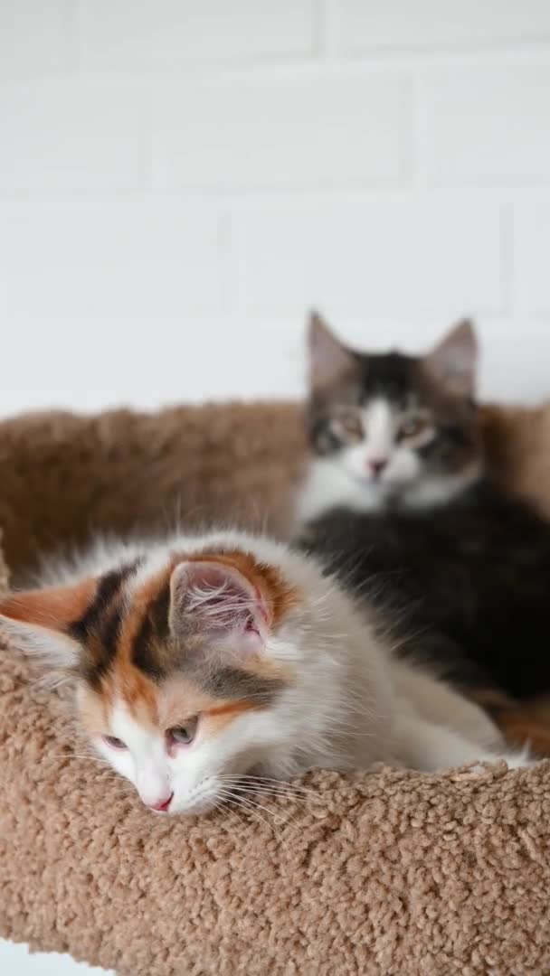 두 마리의 귀엽고 아름다운 집고양이, 수직 형태로 홈 비디오에서 카메라를 자세히 보고 — 비디오