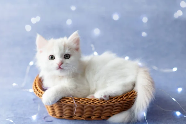 Fofo gatinho branco fofo encontra-se em uma cesta com decorações de Natal em um fundo de cor veri peri 2022 — Fotografia de Stock