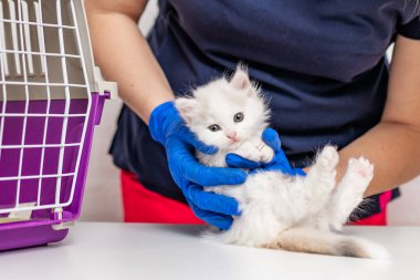 Veteriner bir doktor beyaz tüylü bir kediyi kollarında tutuyor ve ona yakından bakıyor.