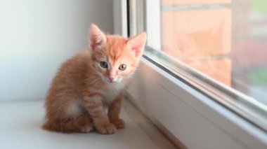 Küçük sevimli kızıl kedi yavrusu pencere eşiğinde oturur ilkbaharda öğleden sonra pencereden dışarı bakar.
