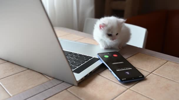 Kis fehér bolyhos aranyos cica macska ül és ásít vicces mellett egy laptop és egy telefon — Stock videók