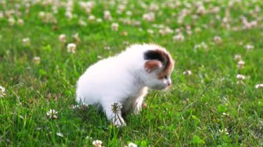 Küçük tüylü kedi yavrusu yazın yeşil çimlerin üzerinde