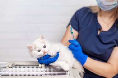 Doktor veteriner elinde şırıngayla beyaz tüylü bir kedi yavrusu tutuyor.