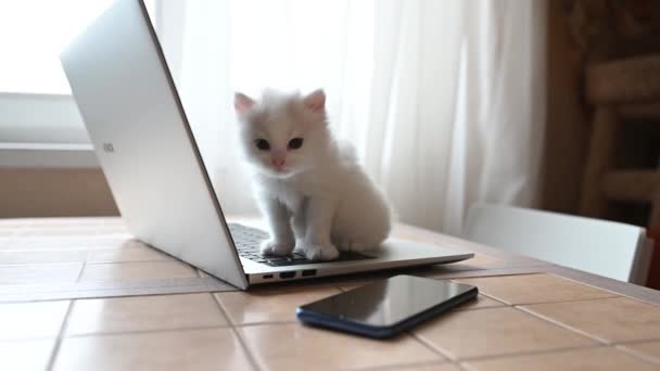 Μικρή λευκή χνουδωτή χαριτωμένη γάτα κάθεται και χασμουριέται αστεία δίπλα σε ένα φορητό υπολογιστή και ένα τηλέφωνο — Αρχείο Βίντεο
