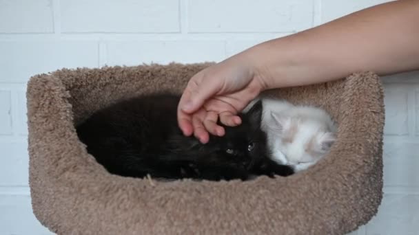 Ragazza giocando con due gattini carino gatto nero e gatto bianco giocare primo piano — Video Stock