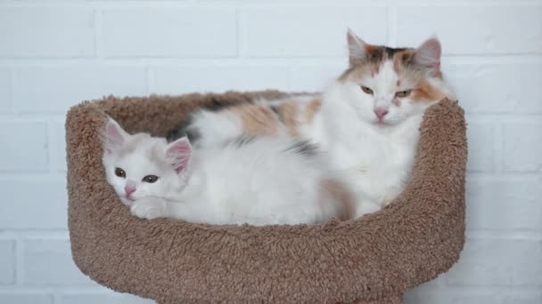 Dos lindos gatitos gato y blanco gato jugando de cerca — Vídeos de Stock