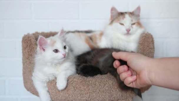 Fille jouer avec deux chatons mignons chat noir et chat blanc jouer gros plan — Video