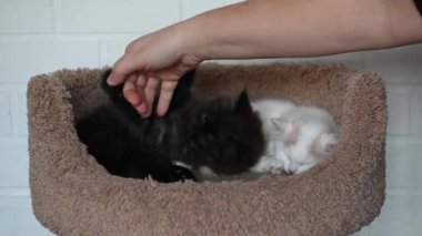 Kız iki sevimli kediyle oynuyor. Siyah kedi ve beyaz kedi birbirlerine yakın oynuyorlar.