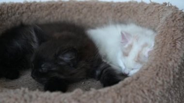 Kız iki sevimli kediyle oynuyor. Siyah kedi ve beyaz kedi birbirlerine yakın oynuyorlar.
