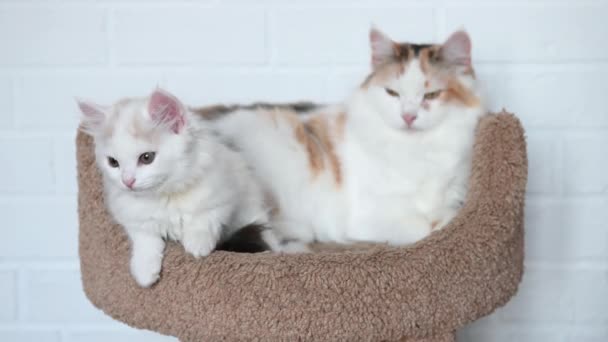 Dwa słodkie kotki kot i biały kot gra z bliska — Wideo stockowe