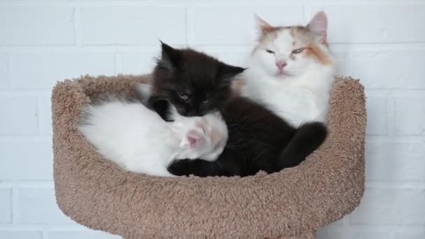 Два милых котенка черный кот и белый кот играют близко — стоковое видео