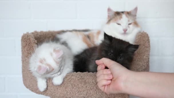 Дівчина грає з двома милими кошенятами чорний кіт і білий кіт грає крупним планом — стокове відео
