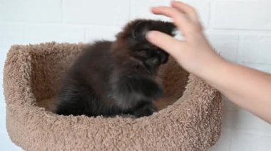 Meraklı siyah kedi yavrusu, yakın plan bir adamla kavga ediyor.