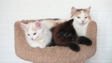 Kız iki sevimli kediyle oynuyor. Siyah kedi ve beyaz kedi birbirlerine yakın oynuyorlar.