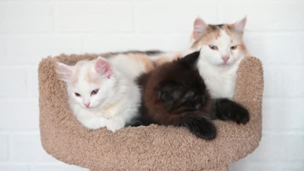 Mädchen spielt mit zwei süßen Kätzchen schwarze Katze und weiße Katze spielen Nahaufnahme — Stockvideo