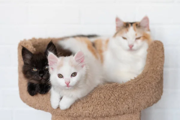 Anne kediyle siyah beyaz iki komik kedi evde uzanıp kameraya bakıyorlar. — Stok fotoğraf