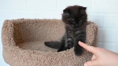 Meraklı siyah kedi yavrusu, yakın plan bir adamla kavga ediyor.