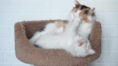 İki sevimli kedi ve beyaz kedi birbirlerine yakın oynuyorlar.