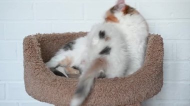 İki sevimli kedi ve beyaz kedi birbirlerine yakın oynuyorlar.