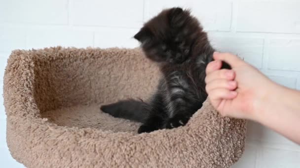 Meraklı siyah kedi yavrusu, yakın plan bir adamla kavga ediyor. — Stok video