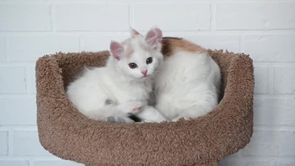 İki sevimli kedi ve beyaz kedi birbirlerine yakın oynuyorlar. — Stok video