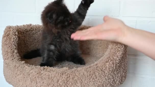 Curieux chaton noir jouer combats avec un homme gros plan — Video