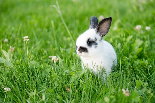 Lindo animal gris divertido conejito sobre un fondo de hierba verde y tréboles en la tarde en verano —  Fotos de Stock