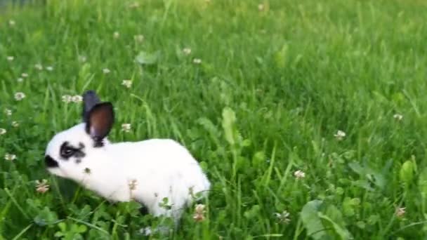 Słodkie mały biały królik na zielonym tle trawy wiosną — Wideo stockowe
