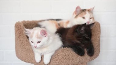 Kedi anne ve iki sevimli kedi yavrusu kameraya yakından bakarak beyaz ve siyah yalan söylüyorlar.