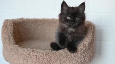 Meraklı siyah kedi yavrusu, yakın plan bir adamla kavga ediyor.