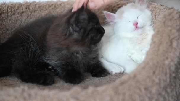 Kız iki sevimli kediyle oynuyor. Siyah kedi ve beyaz kedi birbirlerine yakın oynuyorlar. — Stok video