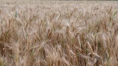 Mavi gökyüzü arka planında altın buğday tarlası
